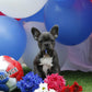 Chiot femelle bleu
