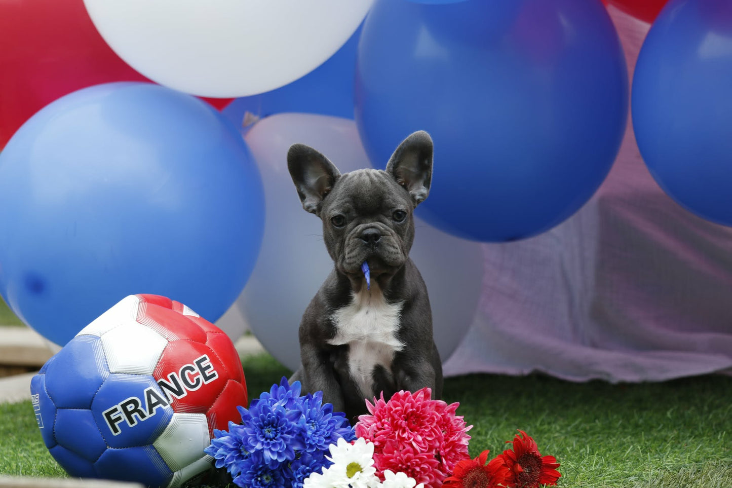 Chiot femelle bleu