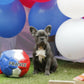 Chiot femelle bleu