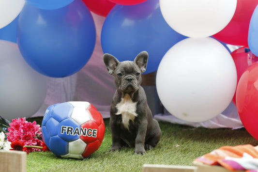 Chiot femelle bleu