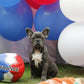 Chiot femelle bleu