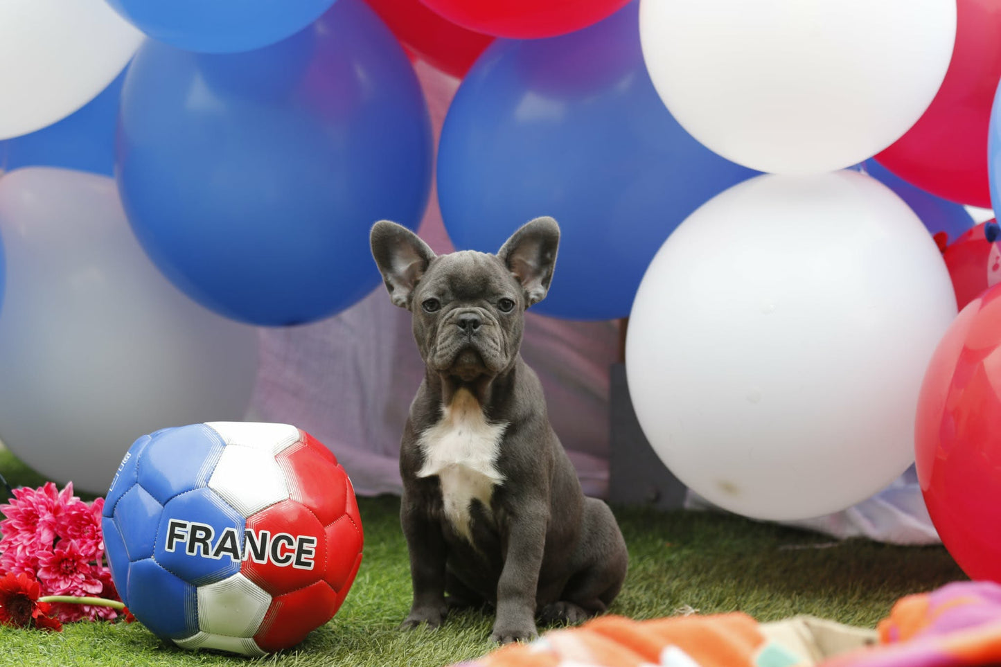 Chiot femelle bleu