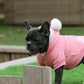 Chiot femelle bleue