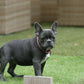Chiot femelle bleue