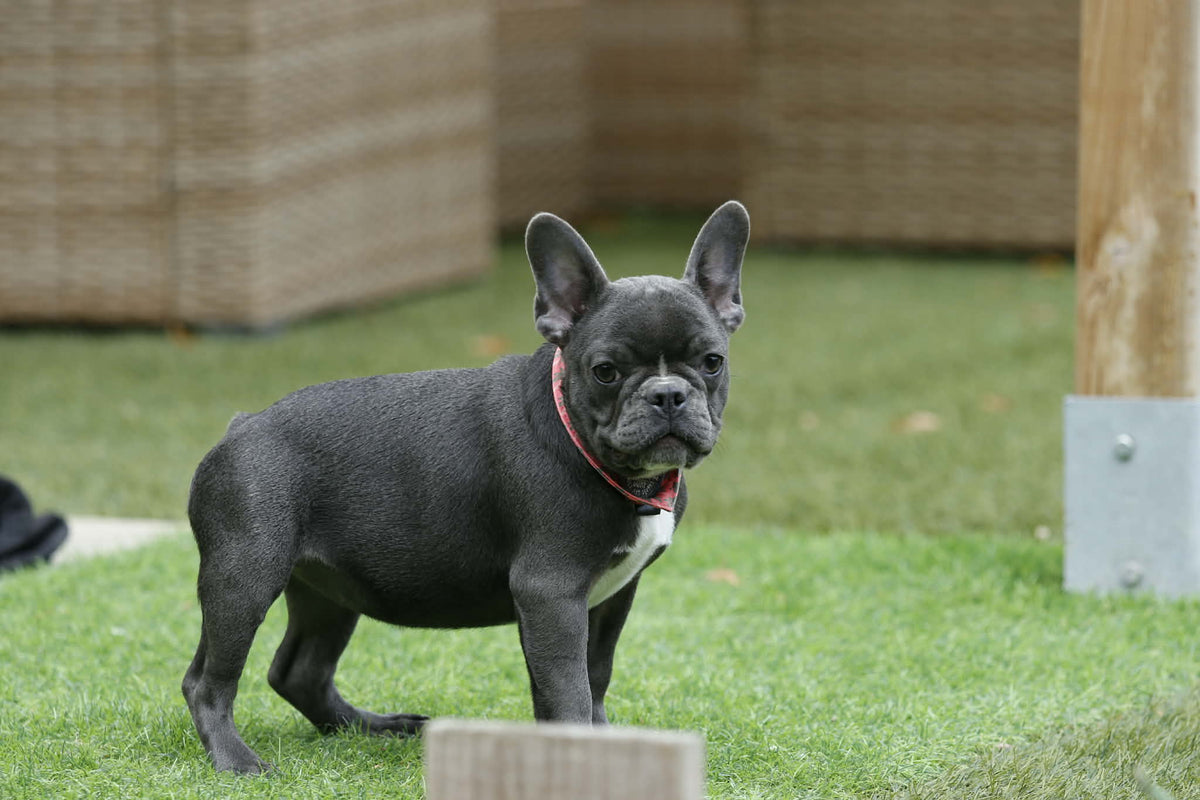 Chiot femelle bleue