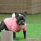 Chiot femelle bleue
