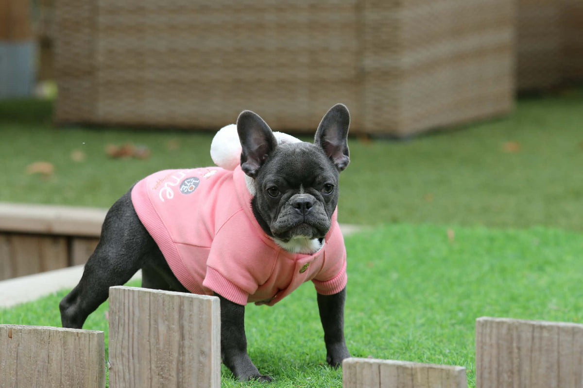 Chiot femelle bleue