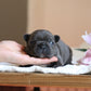 Chiot sans collier
