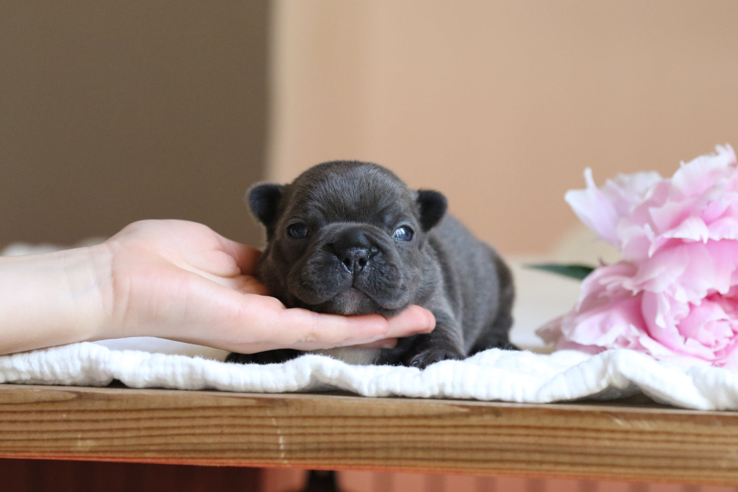 Chiot sans collier