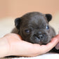 Chiot sans collier