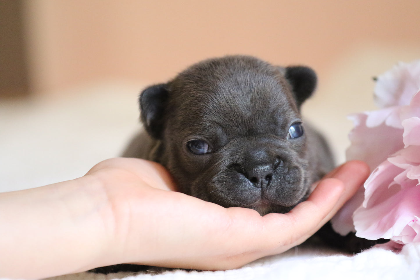 Chiot sans collier