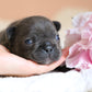 Chiot sans collier