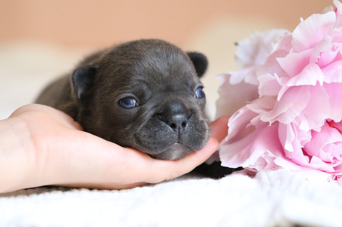 Chiot sans collier