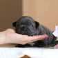 Chiot sans collier