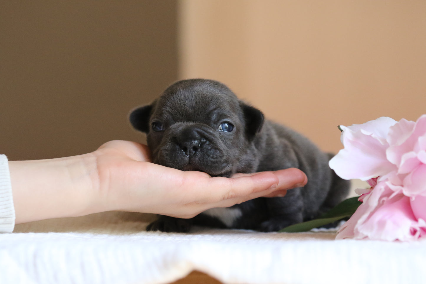 Chiot sans collier