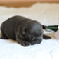 Chiot sans collier