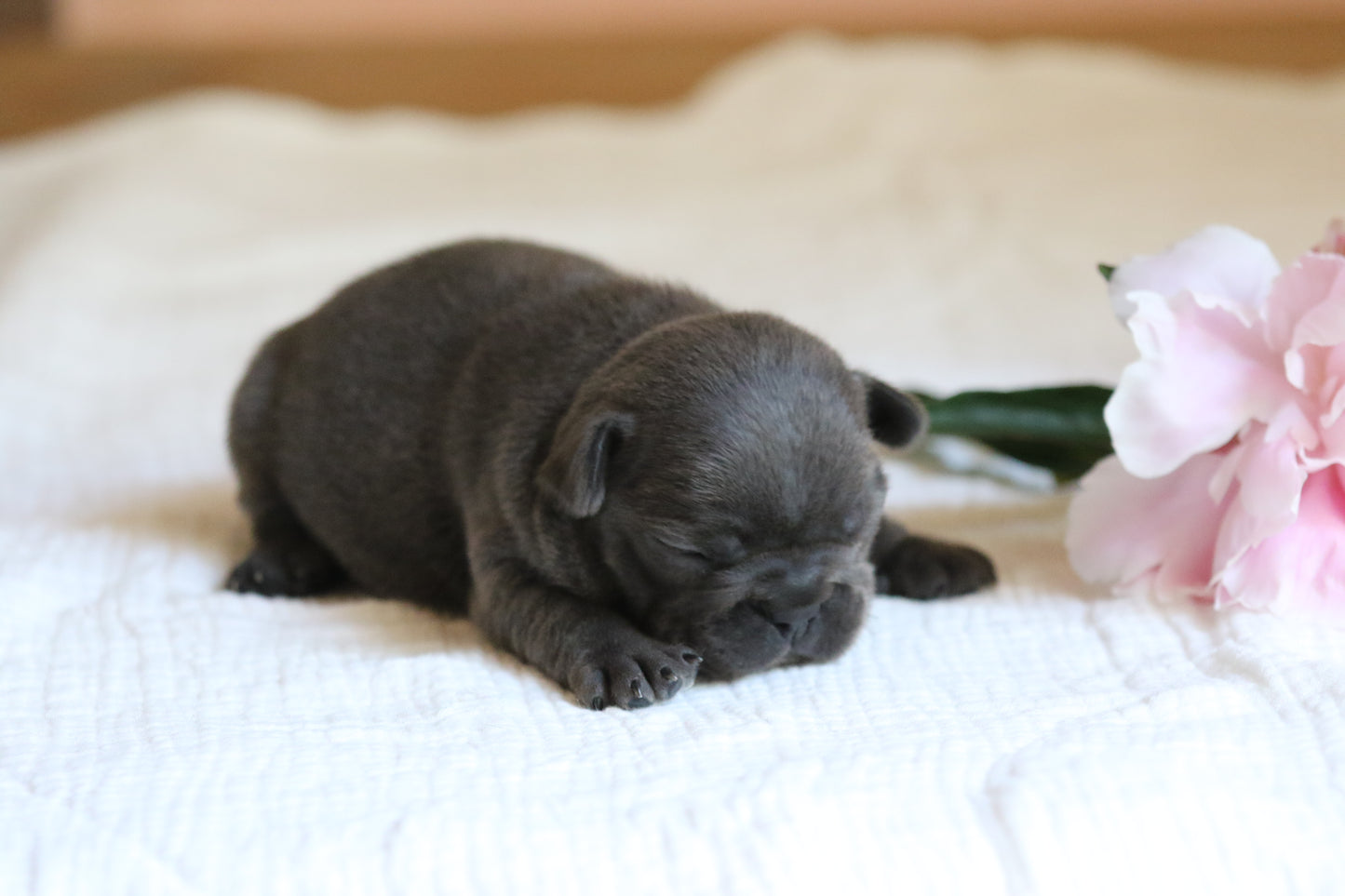 Chiot sans collier