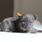 Chiot collier orange