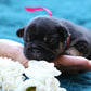 Chiot collier rose