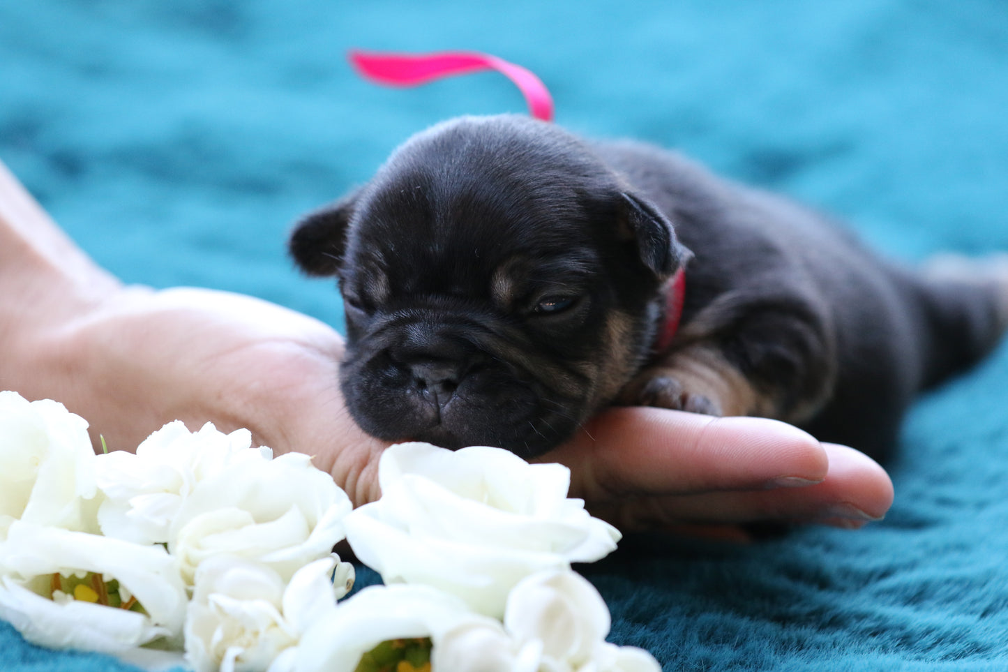 Chiot collier rose