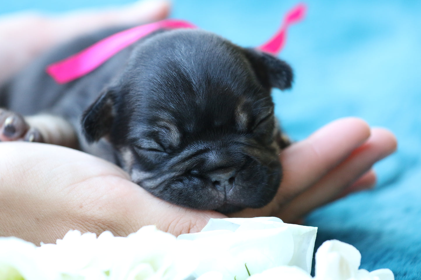Chiot collier rose