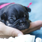 Chiot collier rose