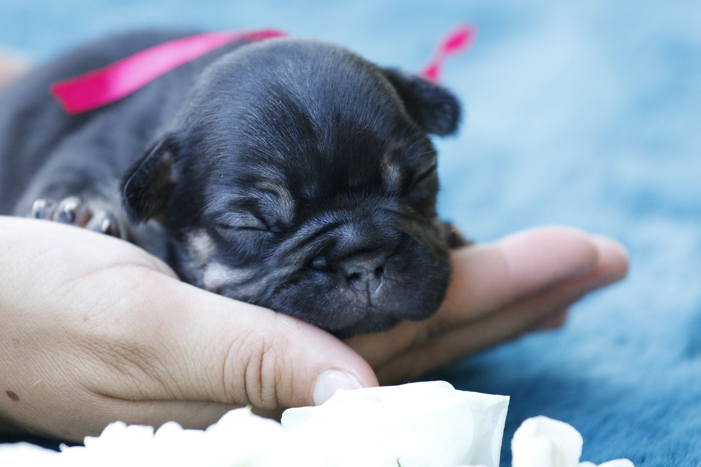 Chiot collier rose