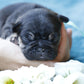 Chiot collier bleu