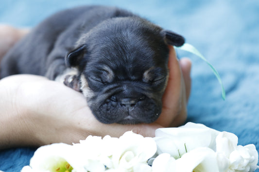 Chiot collier bleu