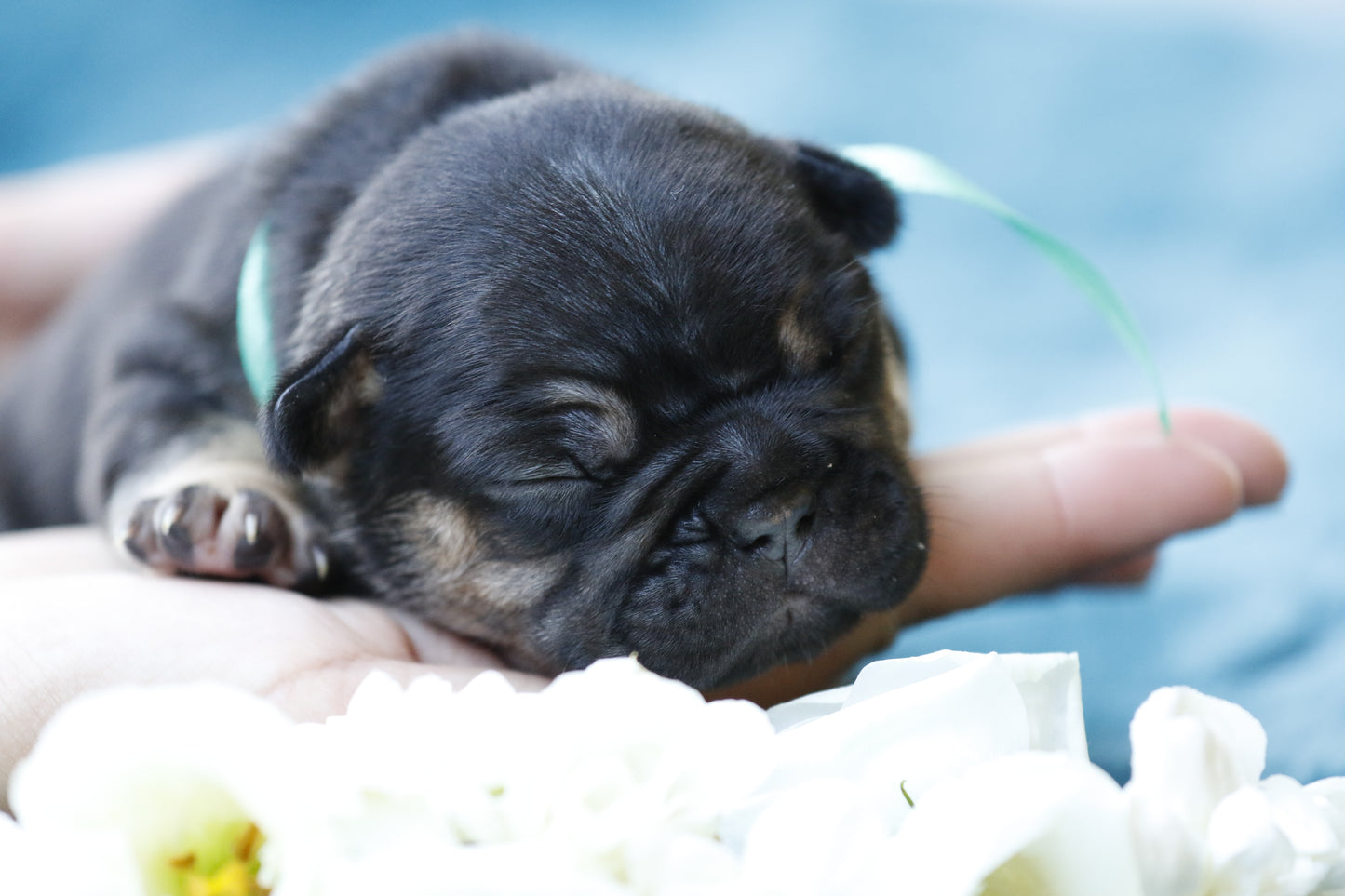 Chiot collier bleu