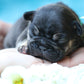 Chiot collier bleu