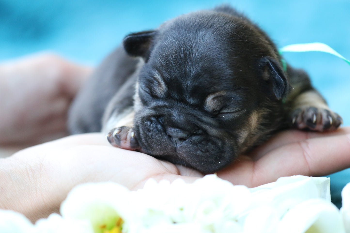 Chiot collier bleu