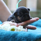 Chiot collier bleu