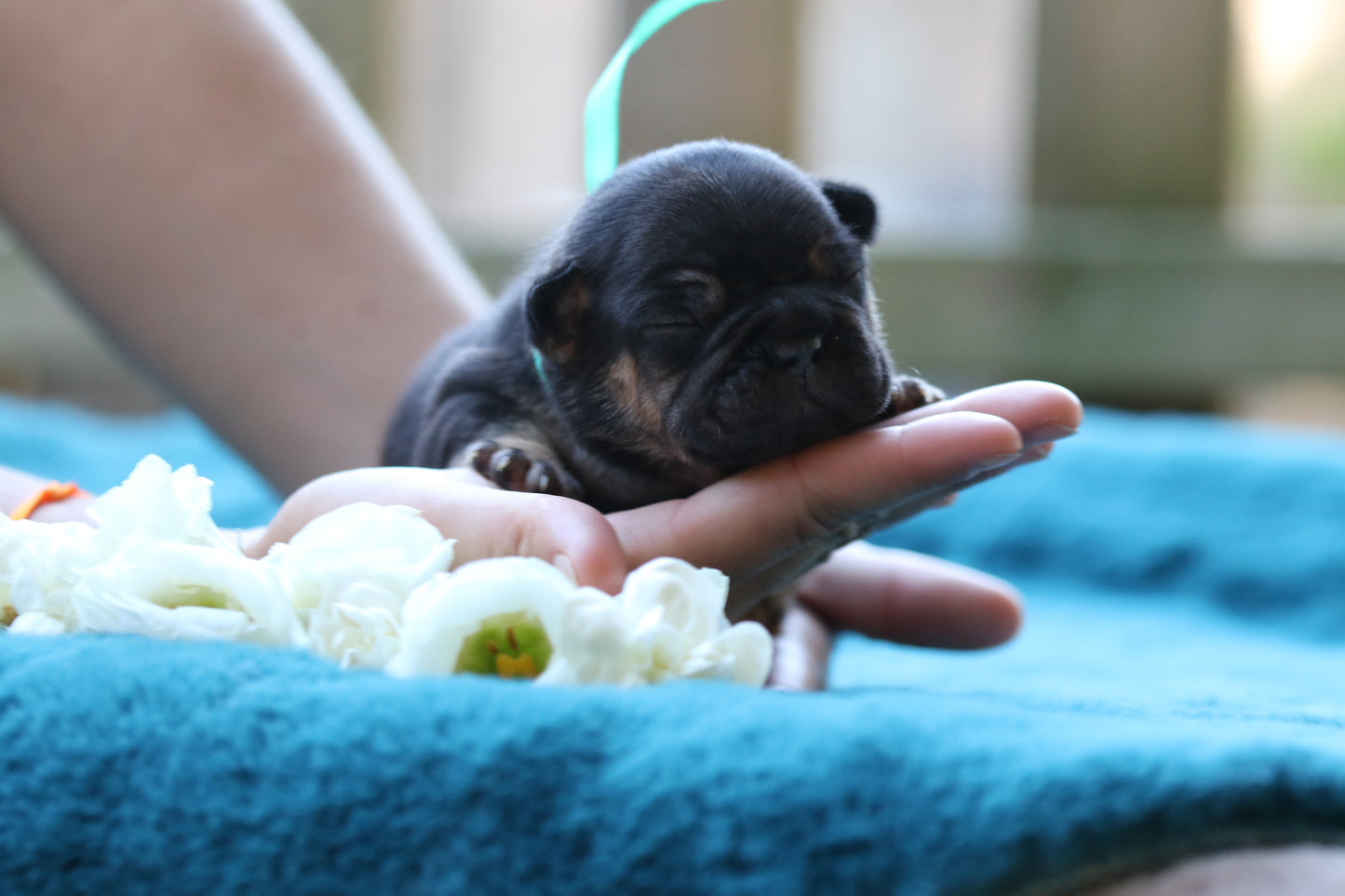 Chiot collier bleu