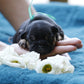 Chiot collier bleu