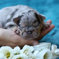 Chiot sans collier