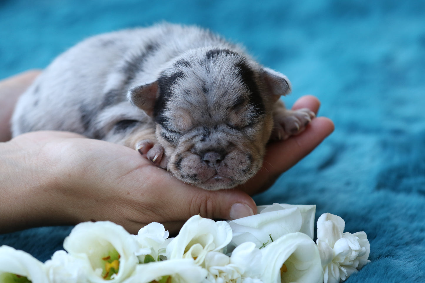 Chiot sans collier