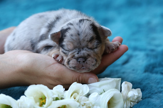 Chiot sans collier