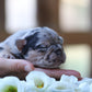 Chiot sans collier
