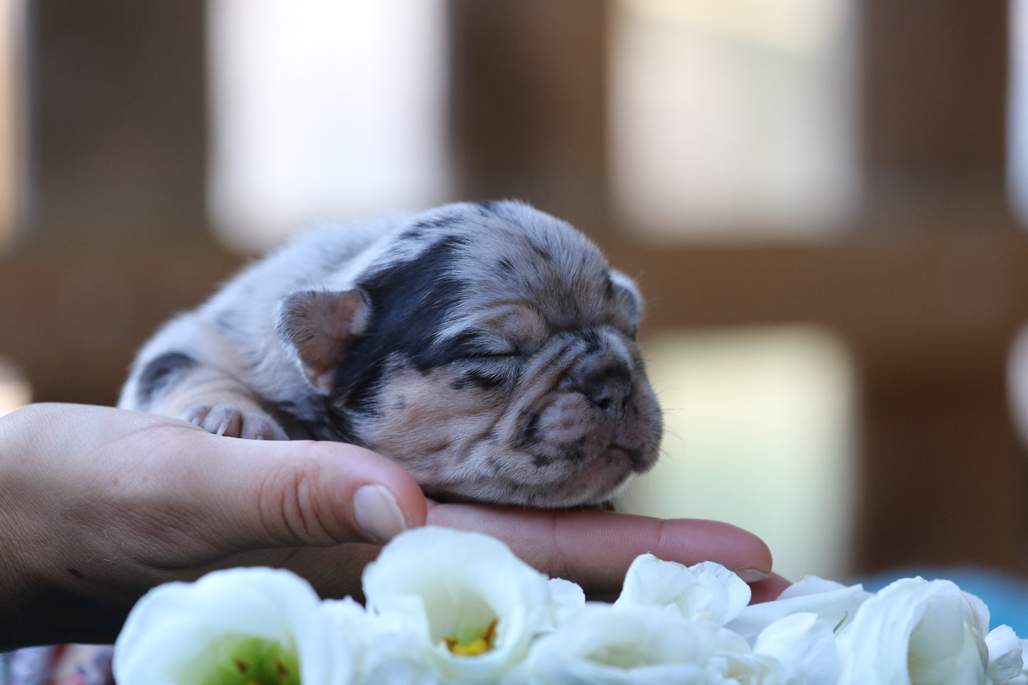 Chiot sans collier