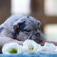 Chiot sans collier