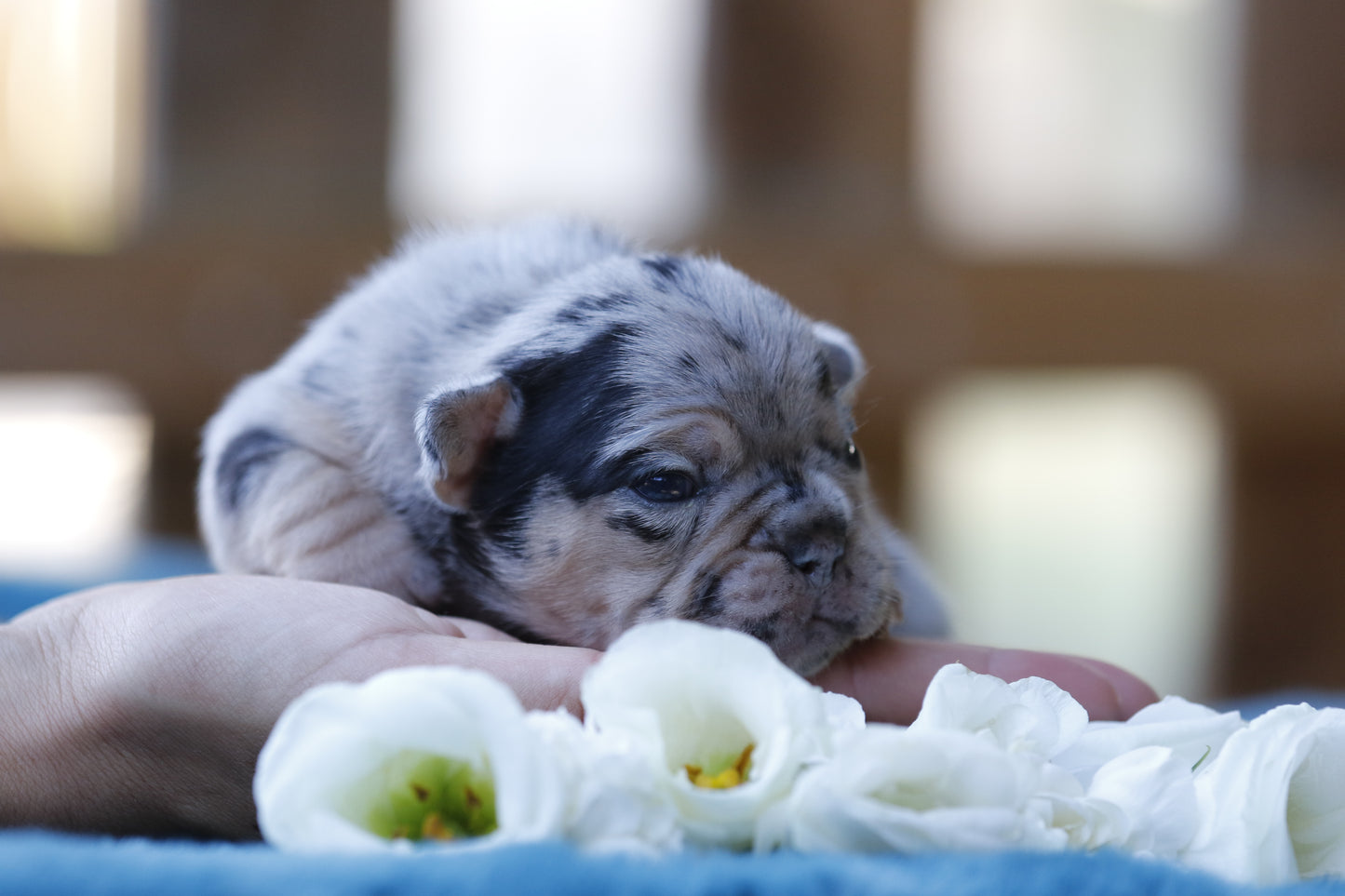 Chiot sans collier