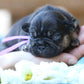 Chiot collier violet