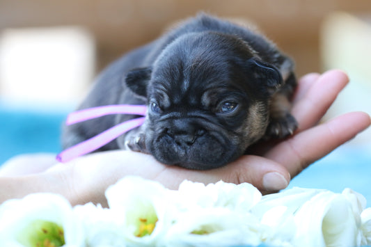 Chiot collier violet