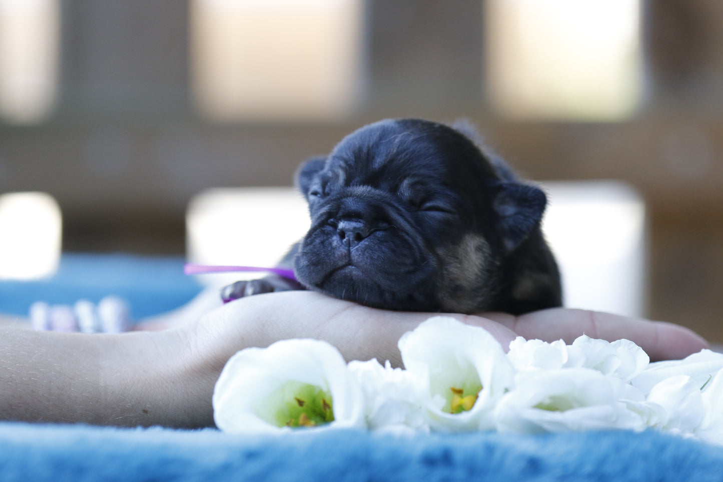 Chiot collier violet