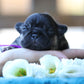 Chiot collier violet