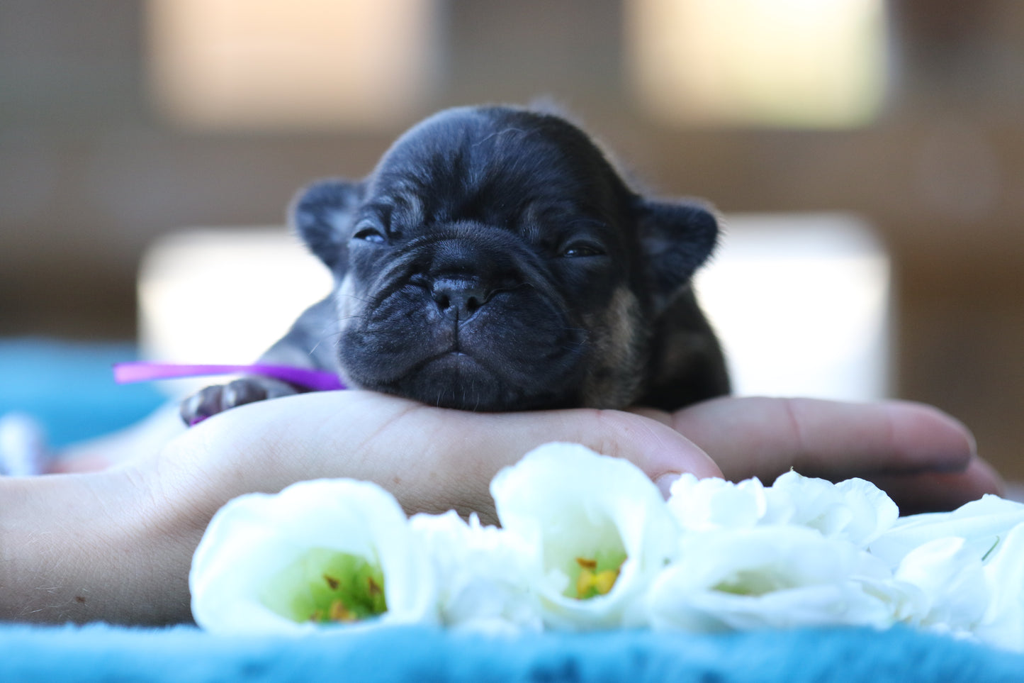 Chiot collier violet