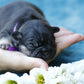 Chiot collier violet