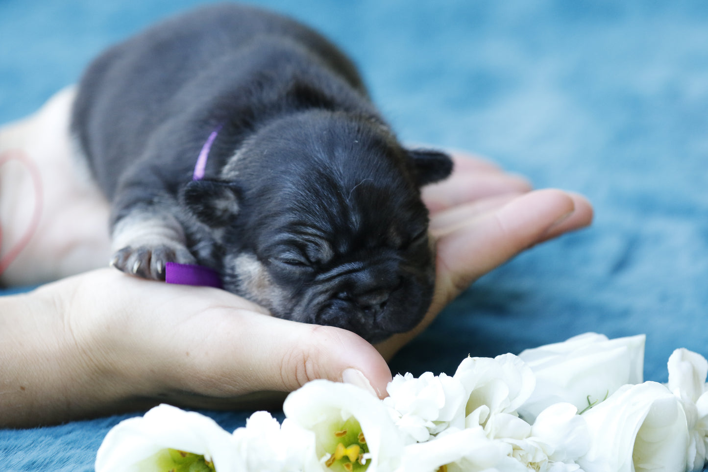 Chiot collier violet