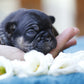 Chiot sans collier